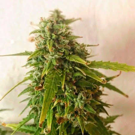 Premium feminized automatic cannabis seed with Sativa dominance