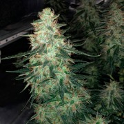 Premium feminized automatic cannabis seed with Sativa dominance