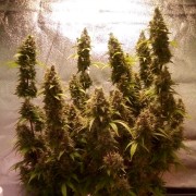 Premium feminized automatic cannabis seed with Sativa dominance