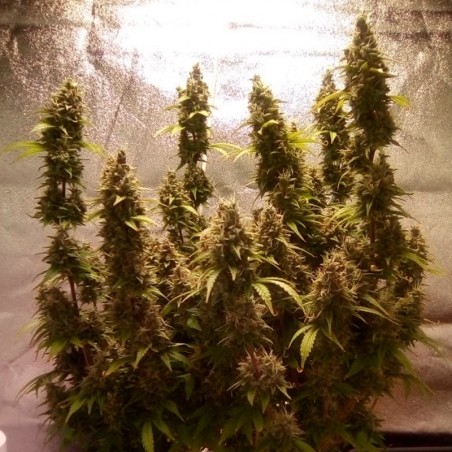 Premium feminized automatic cannabis seed with Sativa dominance