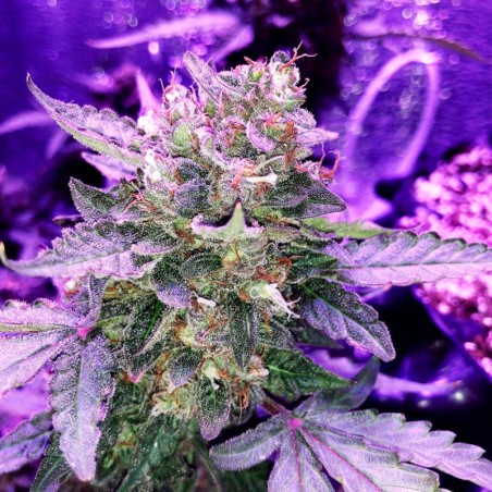 Premium feminized automatic cannabis seed with Sativa dominance