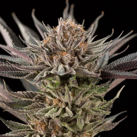 Cannabissamen Lemon Tree 2.0 collection premium collaboration Matthew Rockwell