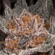 Cannabissamen Lemon Tree 2.0 collection premium collaboration Matthew Rockwell