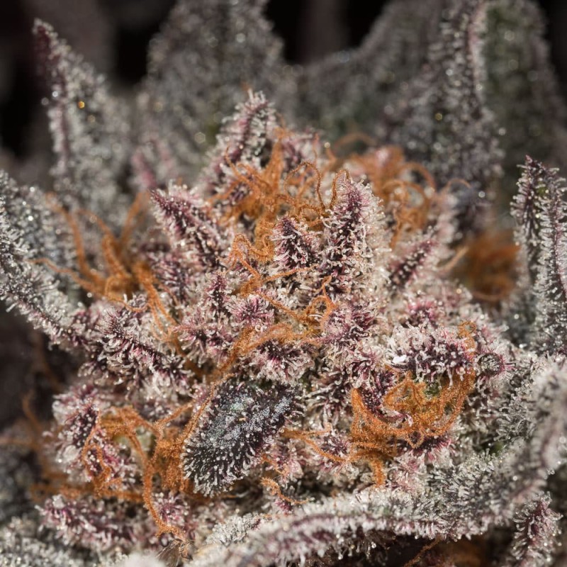 Super Lemon Haze | Blue Chip | Cannabis Strain - Purple Lotus