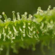 Fast-flowering Lemon Tree Fast cannabis plant