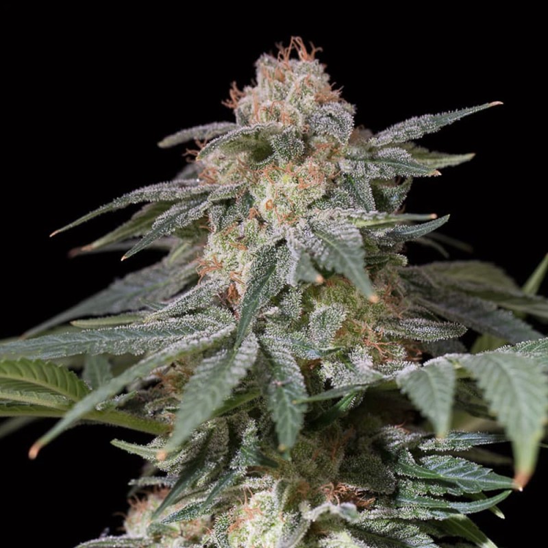 Lemon Tree Fast by Lemon Tree - 5 seeds