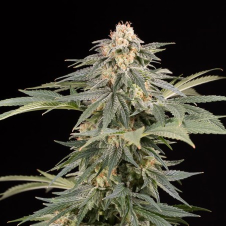 Fast-flowering Lemon Tree Fast cannabis plant