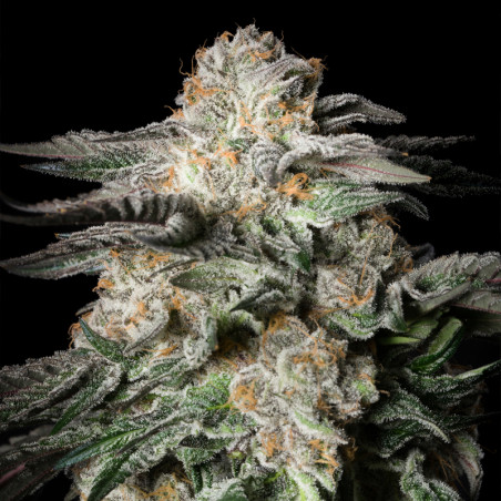 Mint Candy graines de cannabis - Silent Seeds