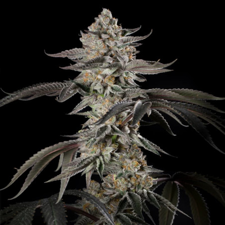 Cherry Essence - Silent Seeds