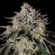 Cherry Essence - Silent Seeds