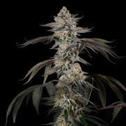 Cherry Essence - Silent Seeds