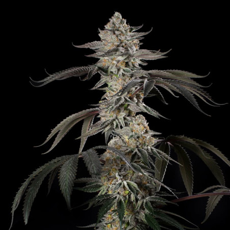Cherry Essence - Silent Seeds