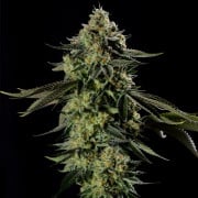 Rainbow Gas - Silent Seeds