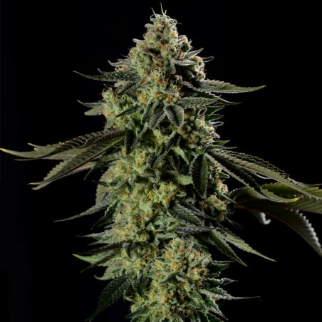 Rainbow Gas - Silent Seeds