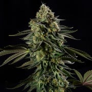 Rainbow Gas - Silent Seeds