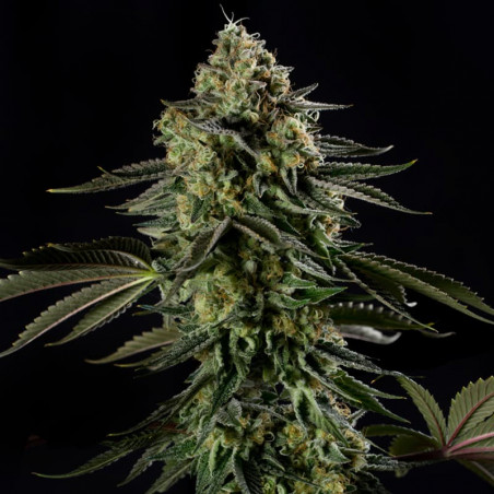Rainbow Gas - Silent Seeds