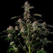 Tropical Jam - Silent Seeds