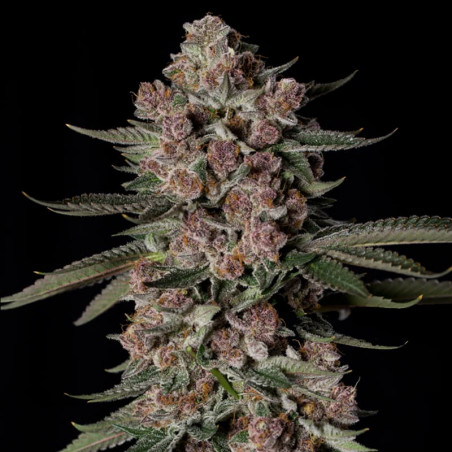 Tropical Jam - Silent Seeds