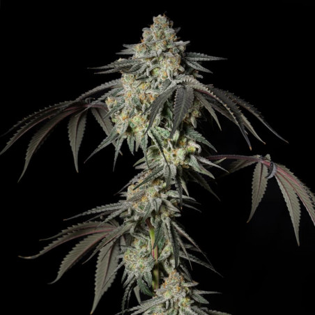 Mint Candy graines de cannabis - Silent Seeds