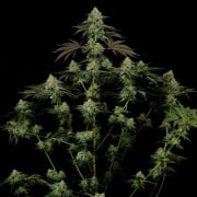 Rainbow Gas - Silent Seeds