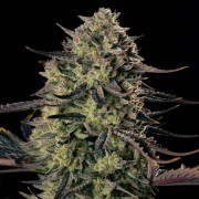 Alien Gas AUTO - Silent Seeds