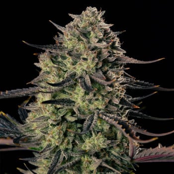 Alien Gas AUTO - Silent Seeds