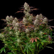 Alien Gas AUTO - Silent Seeds