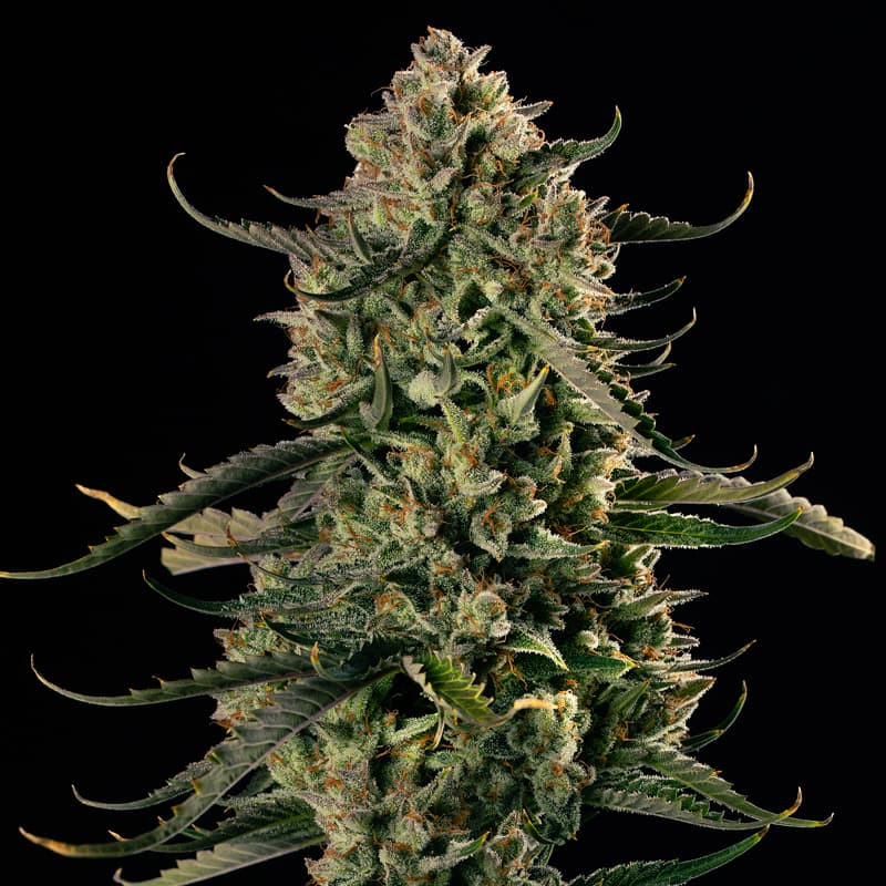 Mac Dawg XXL Auto: Exotic Feminized Auto Seed | Silent Seeds