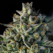 MAC Dawg AUTO - Silent Seeds