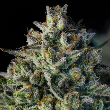 MAC Dawg AUTO - Silent Seeds