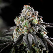 Graine de cannabis B-45 By BOOBA féminisée