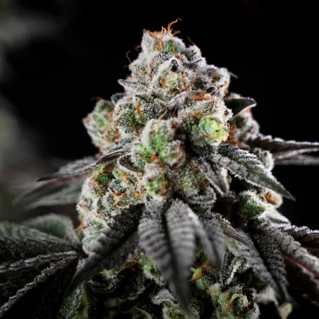 Graine de cannabis B-45 By BOOBA féminisée