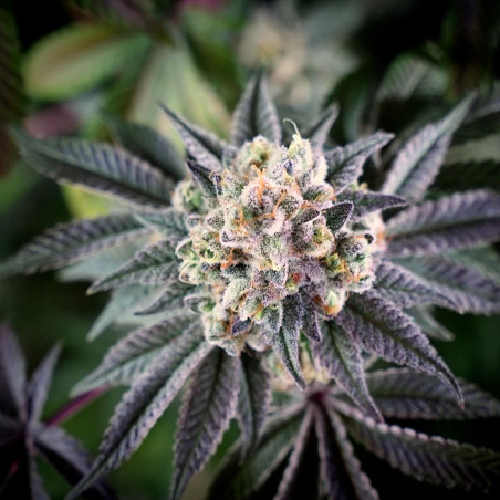 Graine de cannabis B-45 By BOOBA féminisée