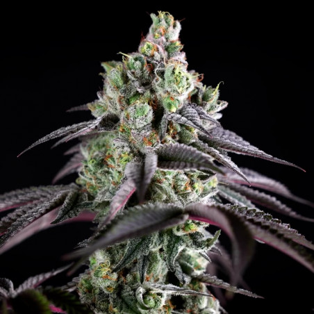 Graine de cannabis B-45 By BOOBA féminisée