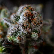 Graine de cannabis B-45 By BOOBA féminisée