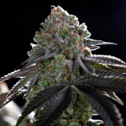 Graine de cannabis B-45 By BOOBA féminisée