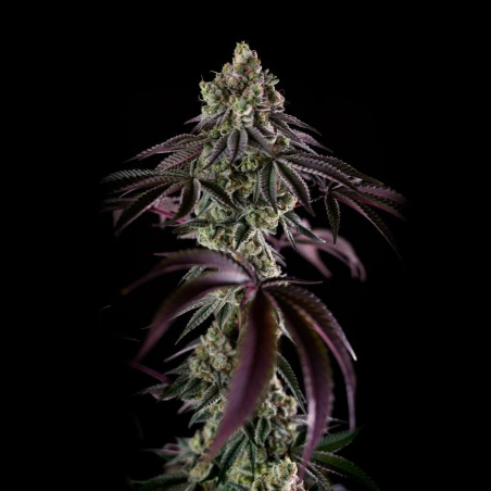 Graine de cannabis B-45 By BOOBA féminisée