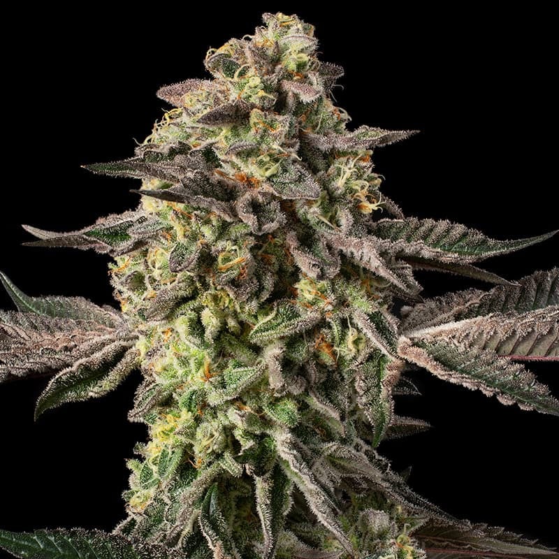Sugar Rock by Cookies - 10 seeds