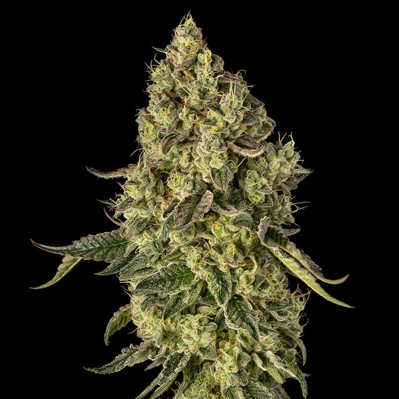 Peach Cake by Cookies - 5 seeds