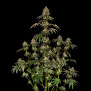 B-52 cannabis