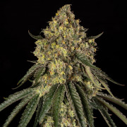 B-52 cannabis