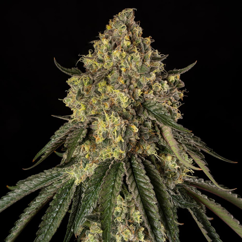 B-52 - 5 seeds
