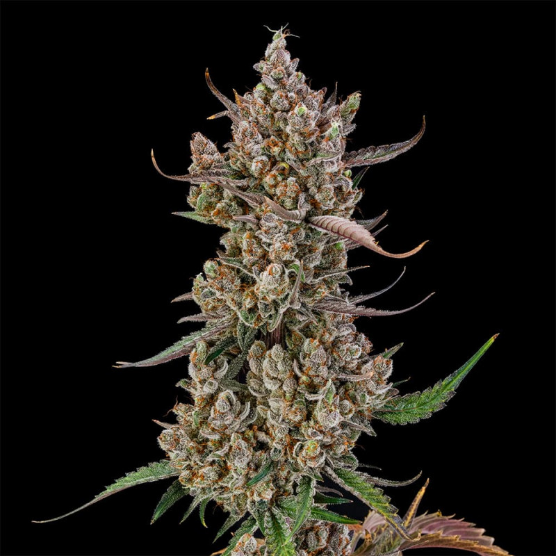 Rainbow Breath AUTO - 3 seeds
