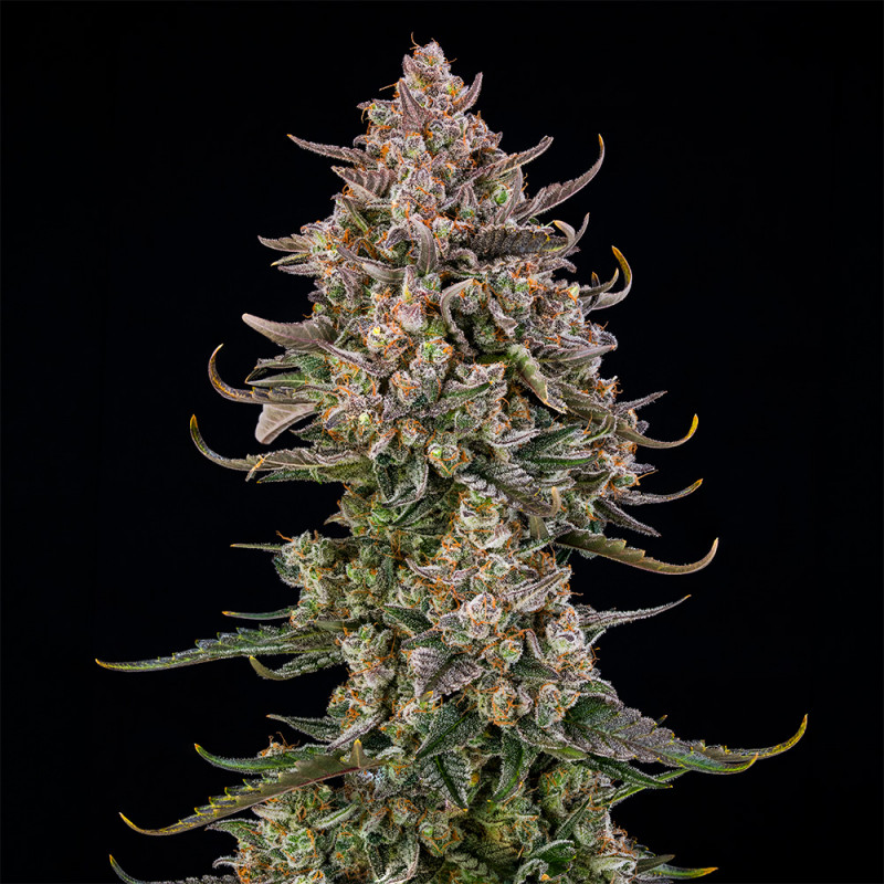 Triangle Kush AUTO - 10 seeds