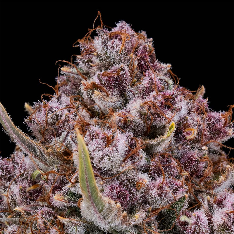 Purplenade XXL Auto Premium XXL Autoflowering Seeds - Silent Seeds