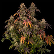 Tropical Velvet Fast CBD