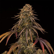 Tropical Velvet Fast CBD