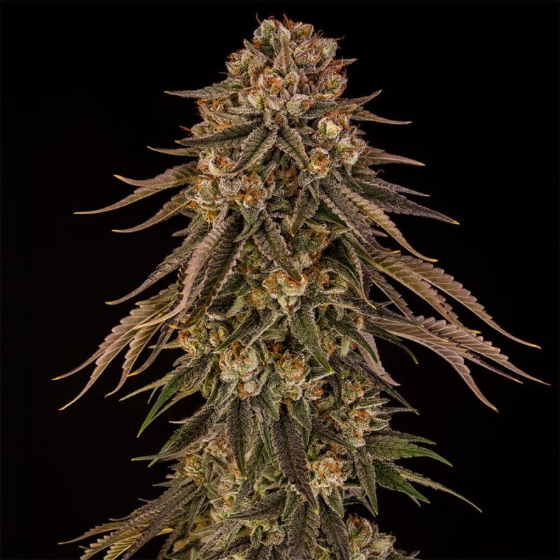 Tropical Velvet Fast CBD - 10 seeds