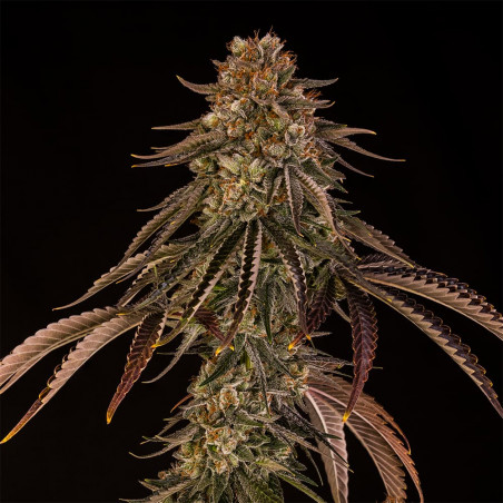 Tropical Velvet Fast CBD