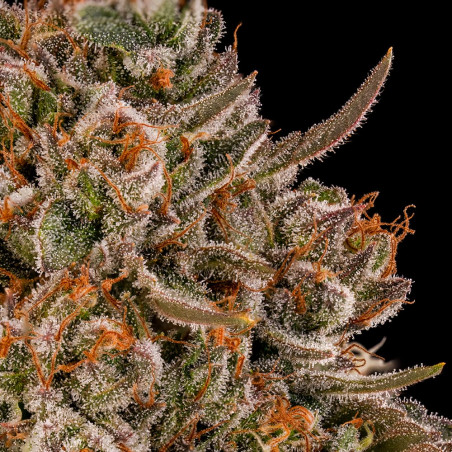 Tropical Velvet Fast CBD